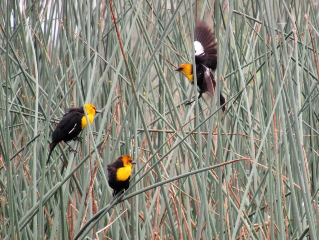Yellow-headed Blackbird 30