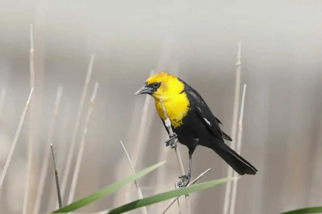 Yellow-headed Blackbird 31