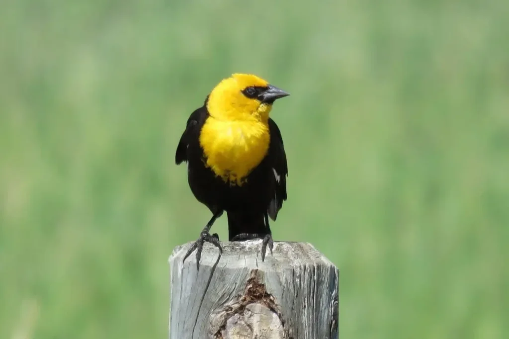 Yellow-headed Blackbird 34