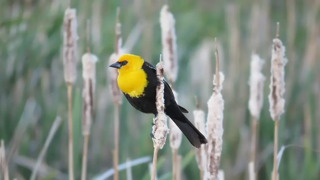 Yellow-headed Blackbird 35