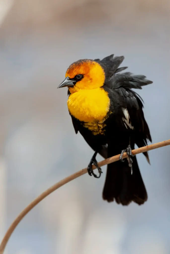 Yellow-headed Blackbird 36