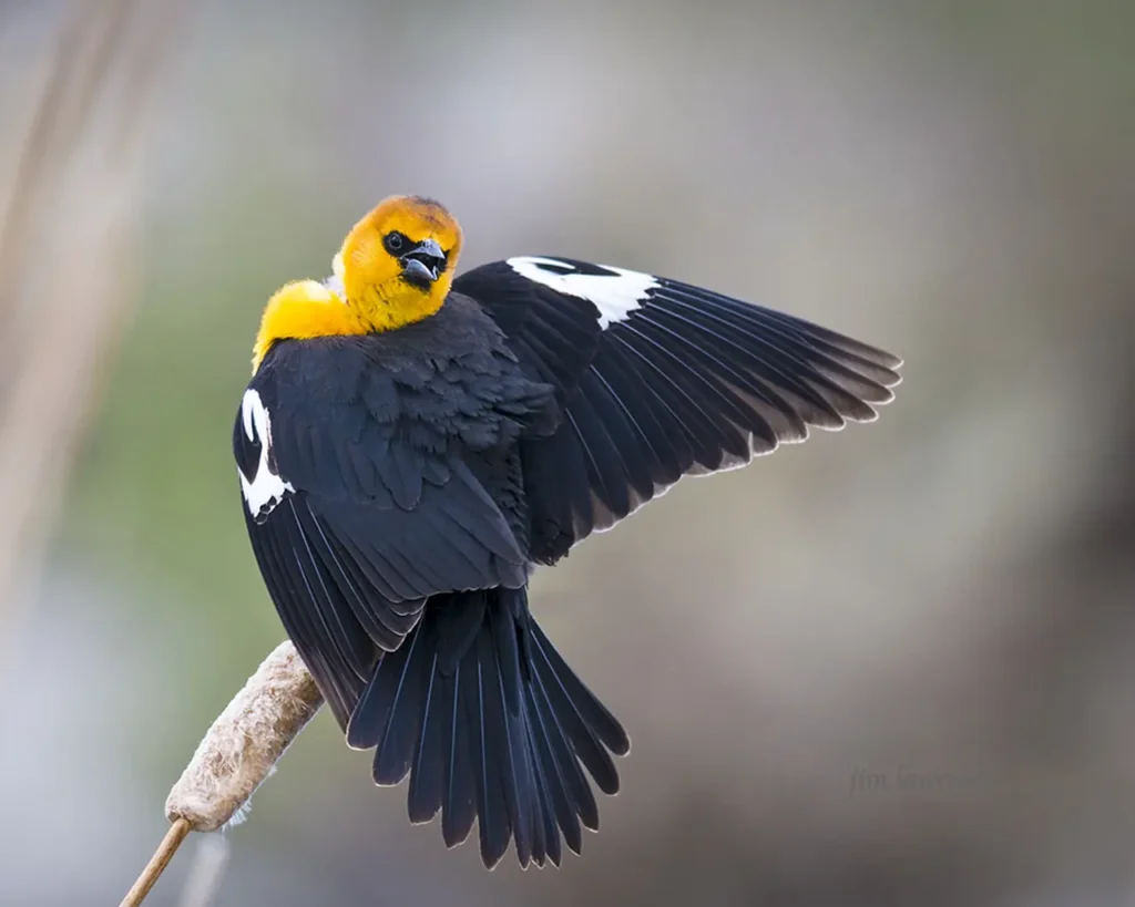Yellow-headed Blackbird 9