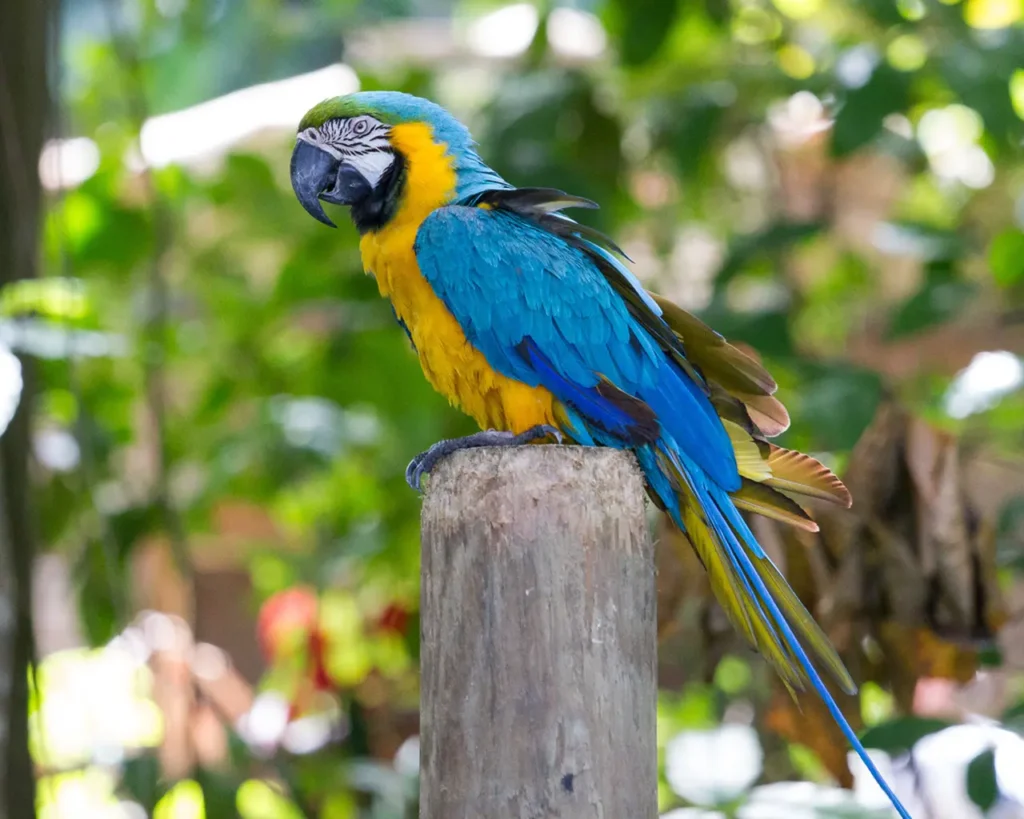 Yellow Macaw 11