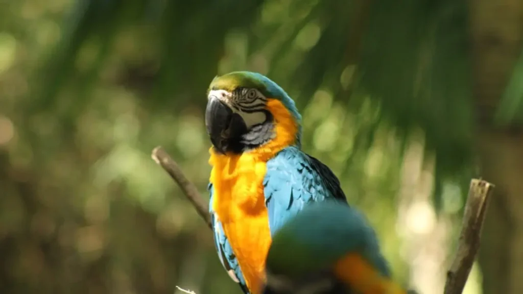 Yellow Macaw 12