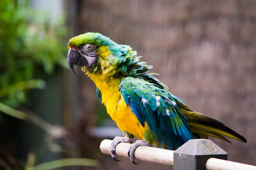 Yellow Macaw 13