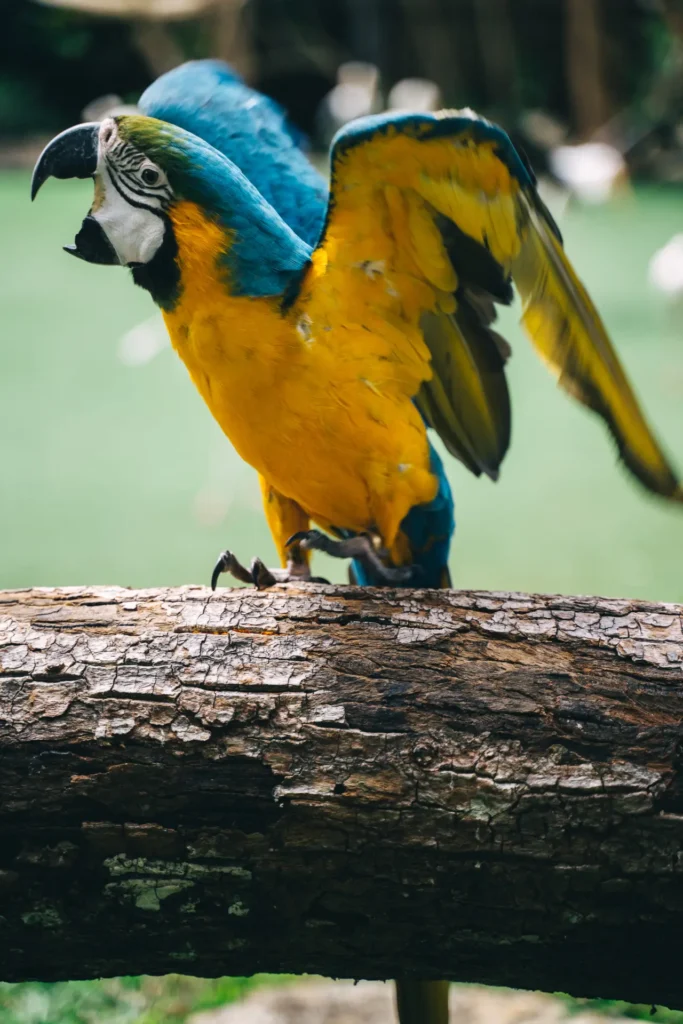 Yellow Macaw 15