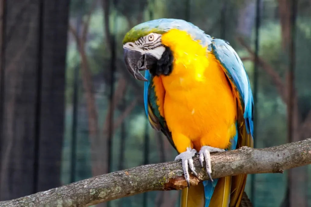 Yellow Macaw 16