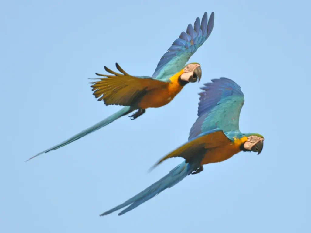 Yellow Macaw 2