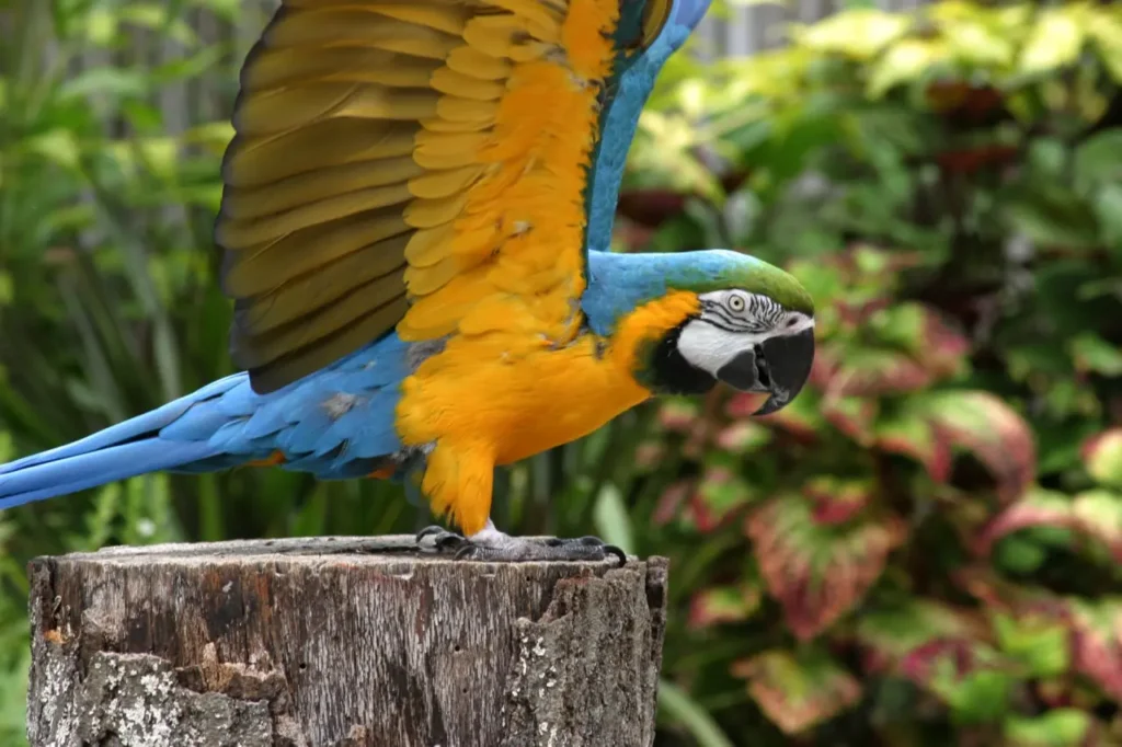 Yellow Macaw 3