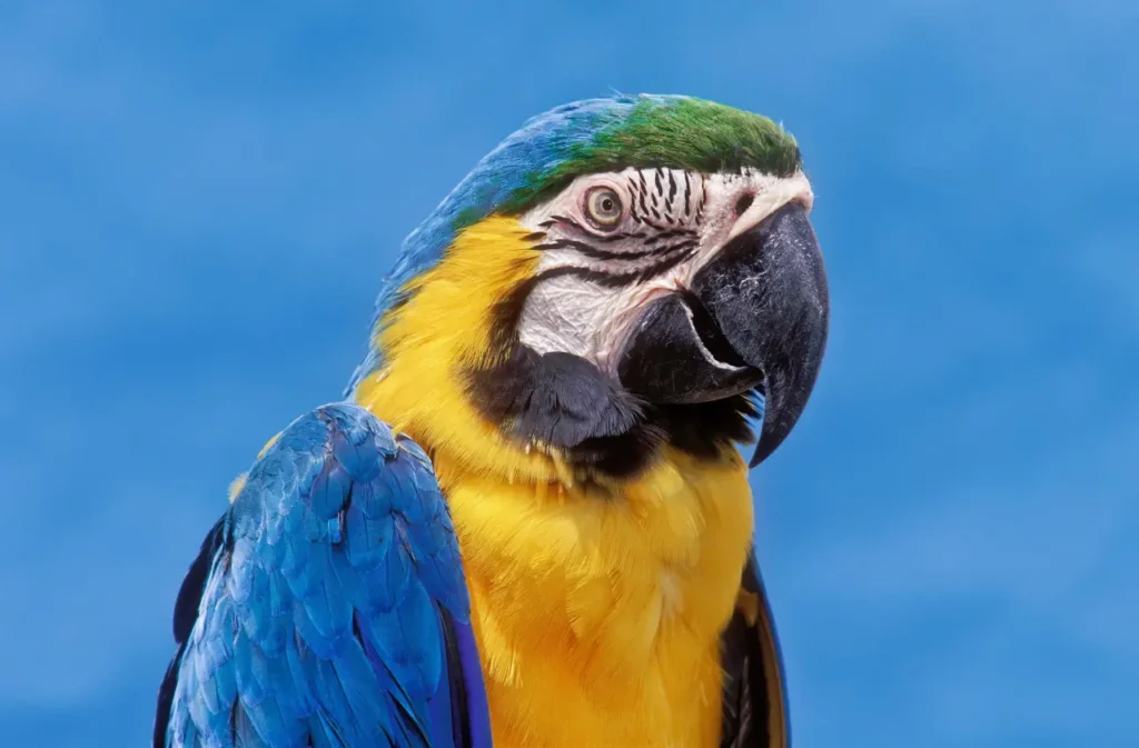 Yellow Macaw 4