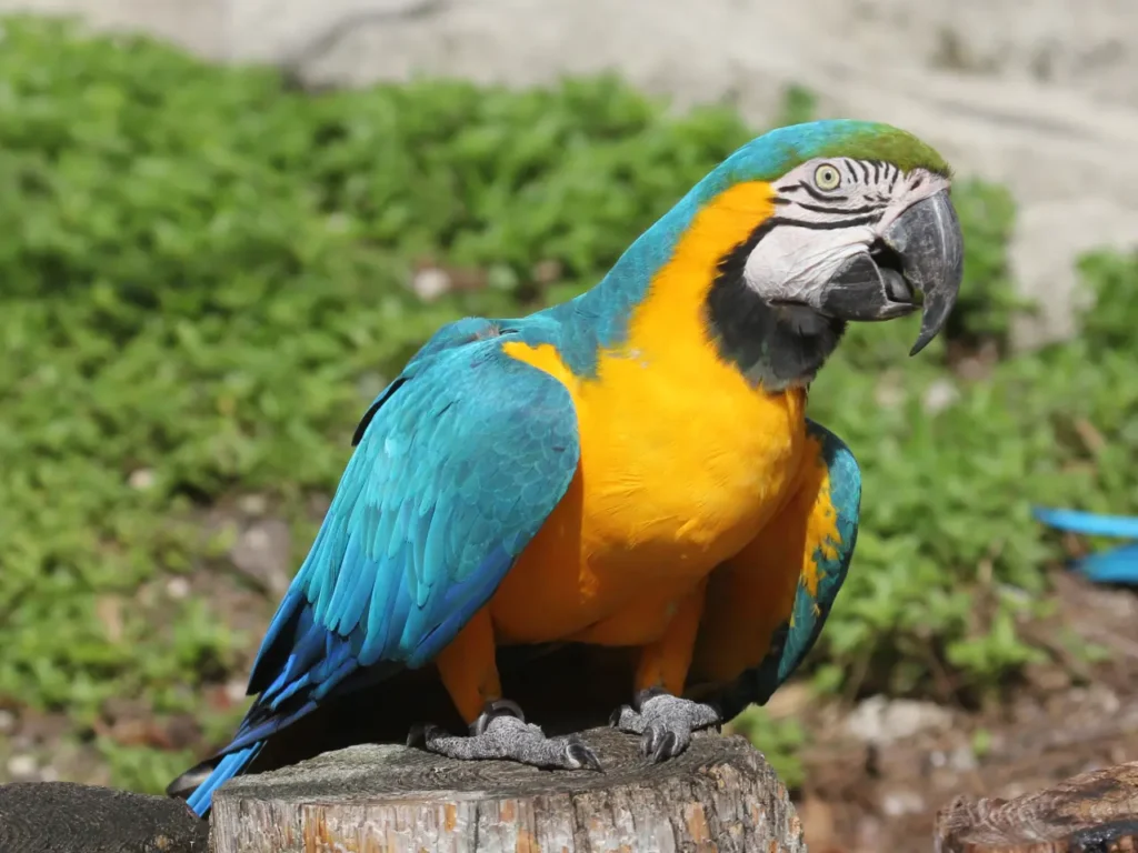 Yellow Macaw 8
