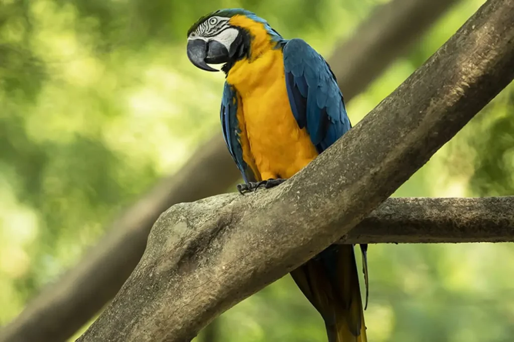 Yellow Macaw 9