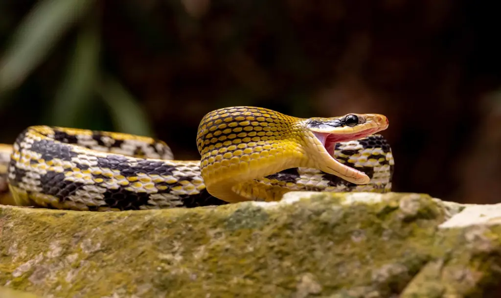 Beauty-rat-snake-3