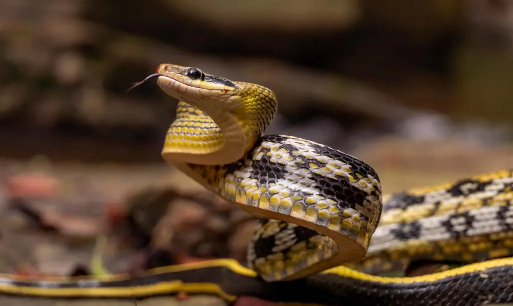 Beauty-rat-snake-7