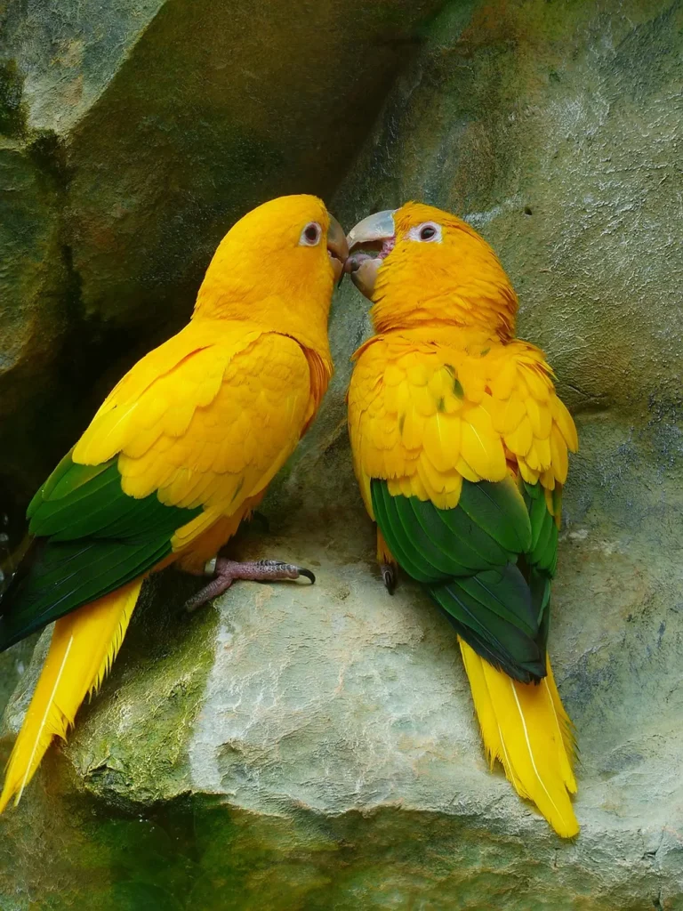 Bird Couple 10