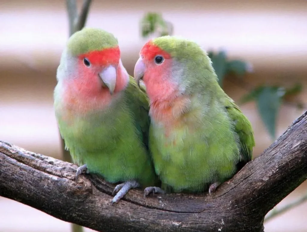 Bird Couple 11
