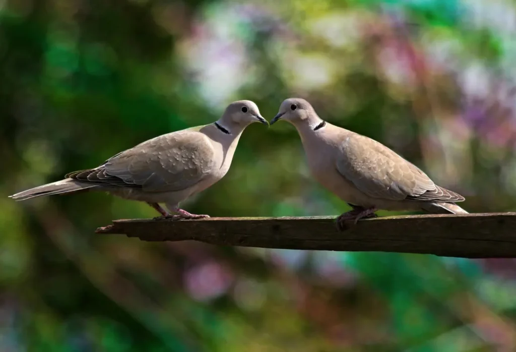 Bird Couple 13