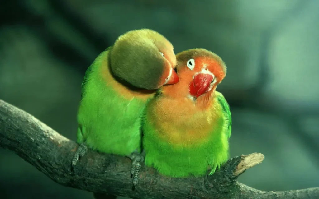Bird Couple 15