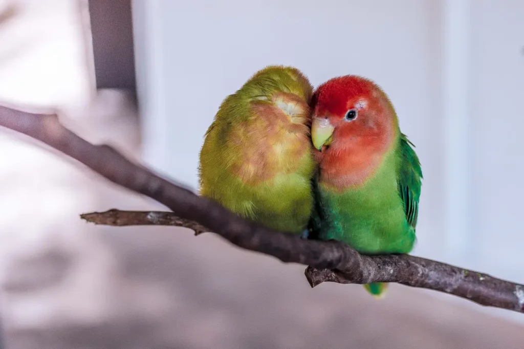Bird Couple 16
