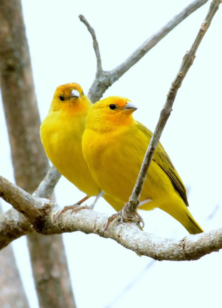 Bird Couple 21