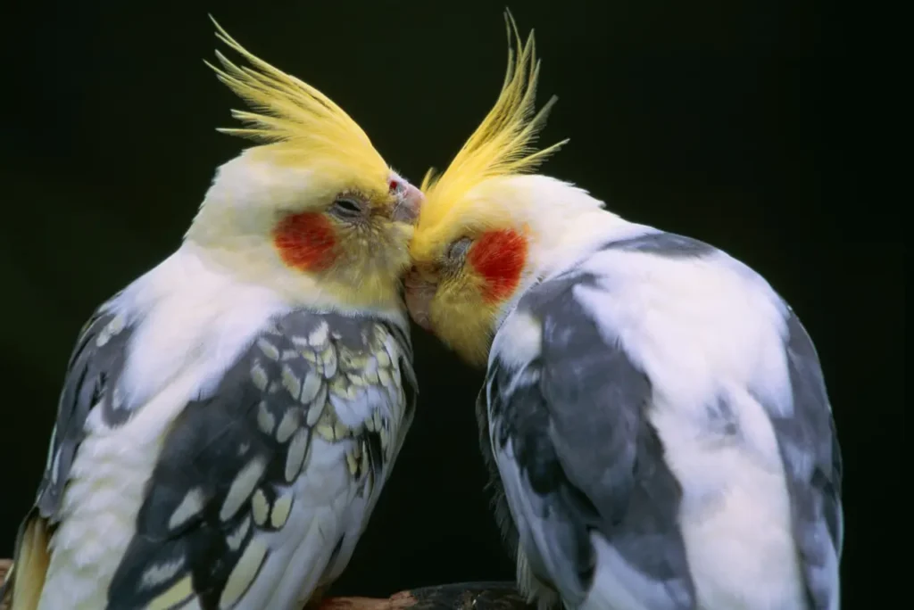 Bird Couple 25