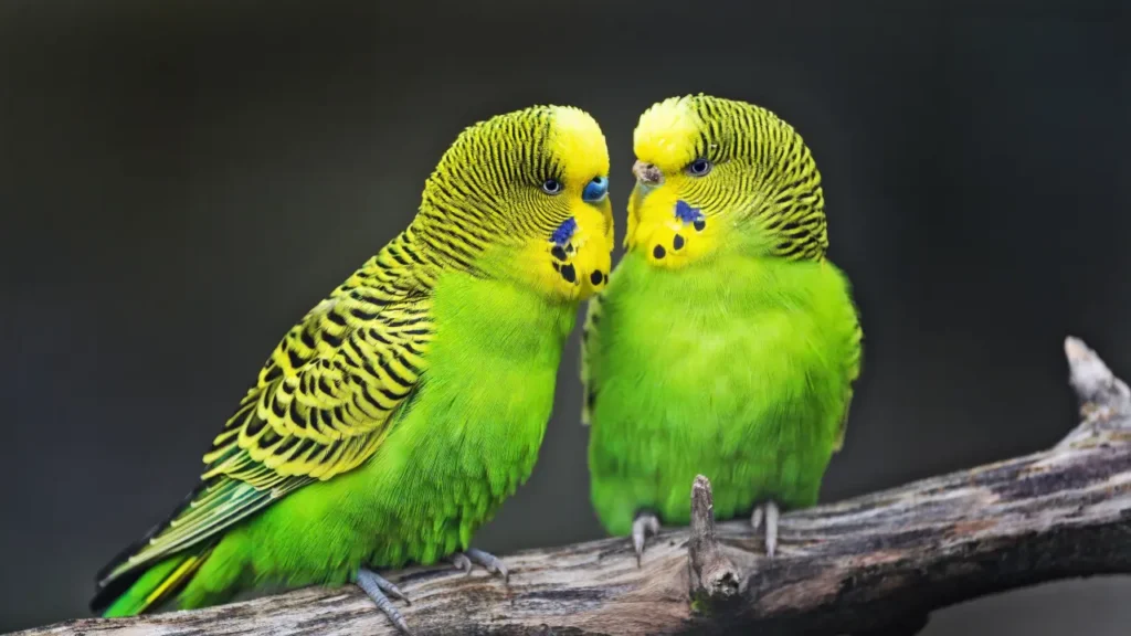 Bird Couple 26