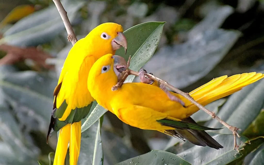 Bird Couple 28