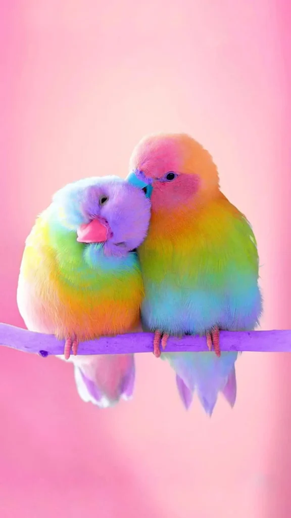 Bird Couple 3
