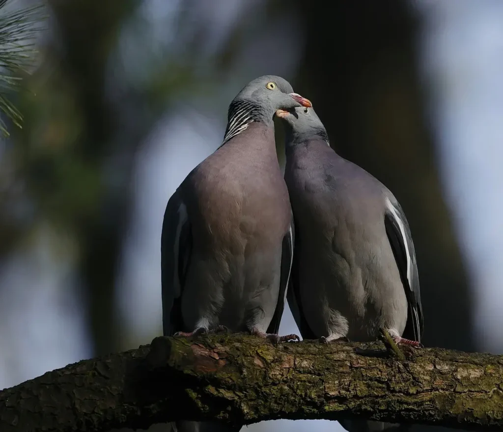 Bird Couple 32