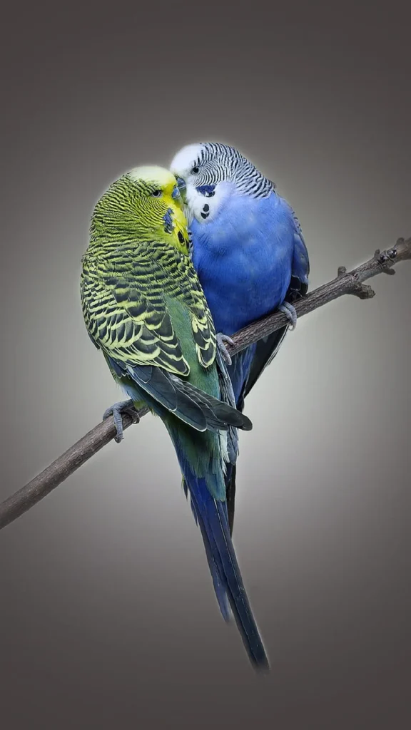 Bird Couple 6