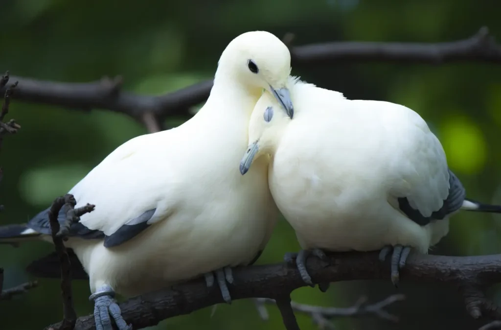 Bird Couple 7