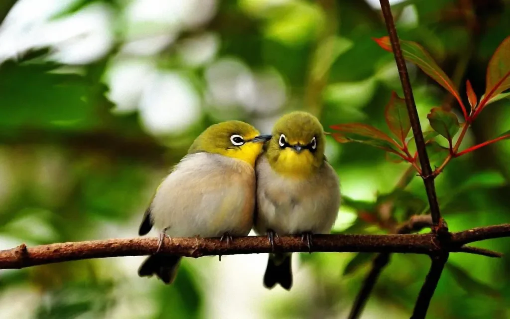 Bird Couple 8