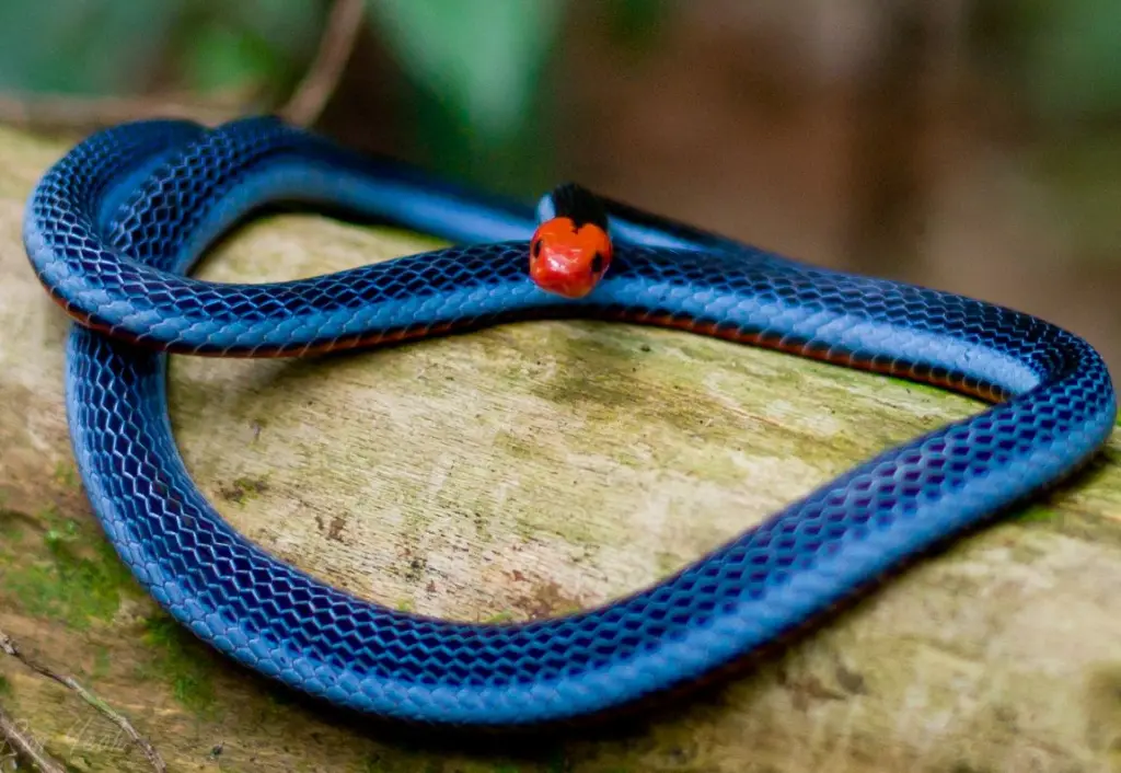 Blue-malayan-coral-snake-1