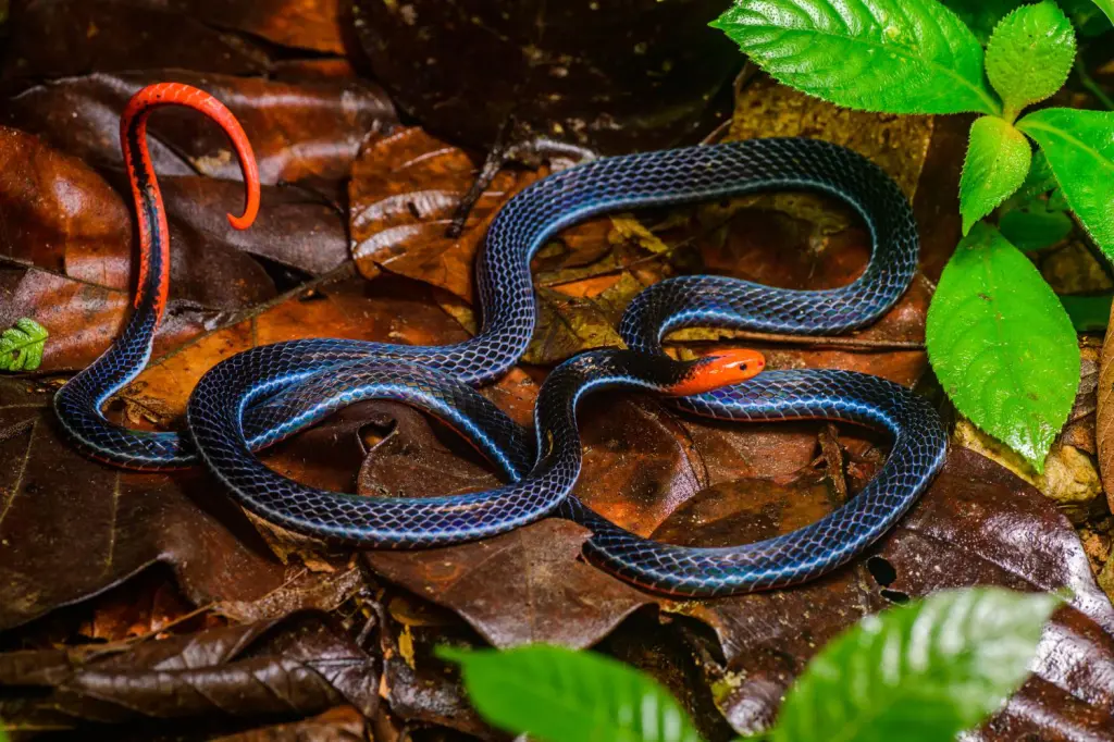 Blue-malayan-coral-snake-10