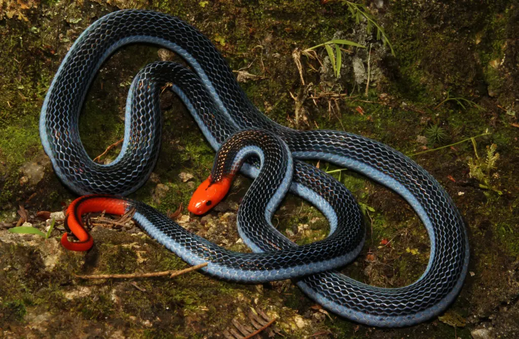 Blue-malayan-coral-snake-11