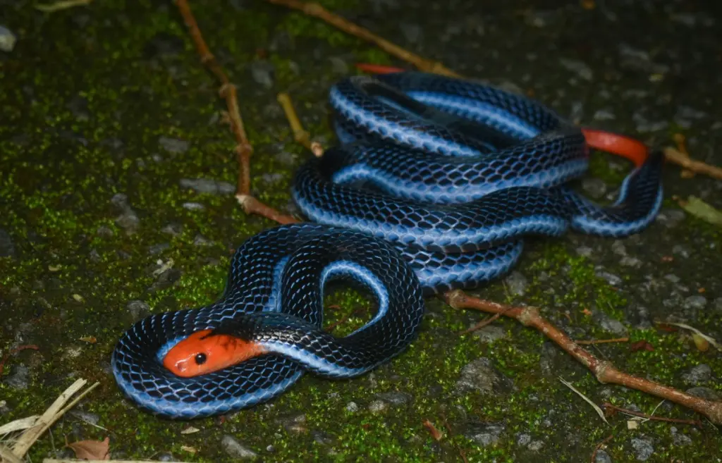 Blue-malayan-coral-snake-12