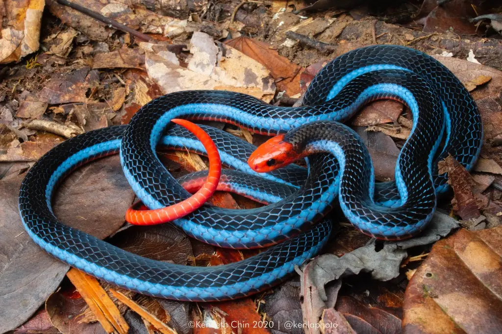 Blue-malayan-coral-snake-13