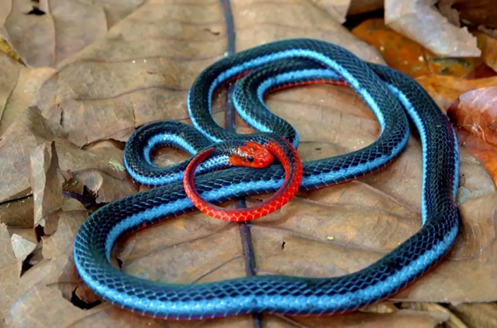 Blue-malayan-coral-snake-14