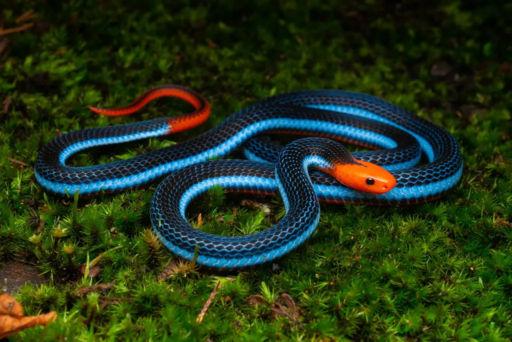 Blue-malayan-coral-snake-3