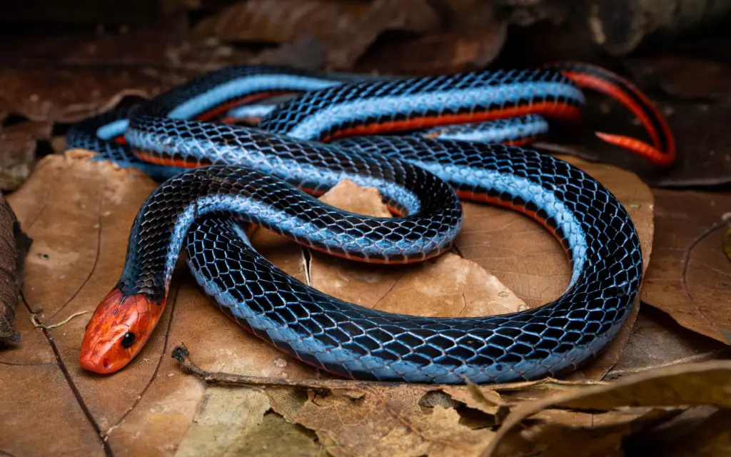 Blue-malayan-coral-snake-5