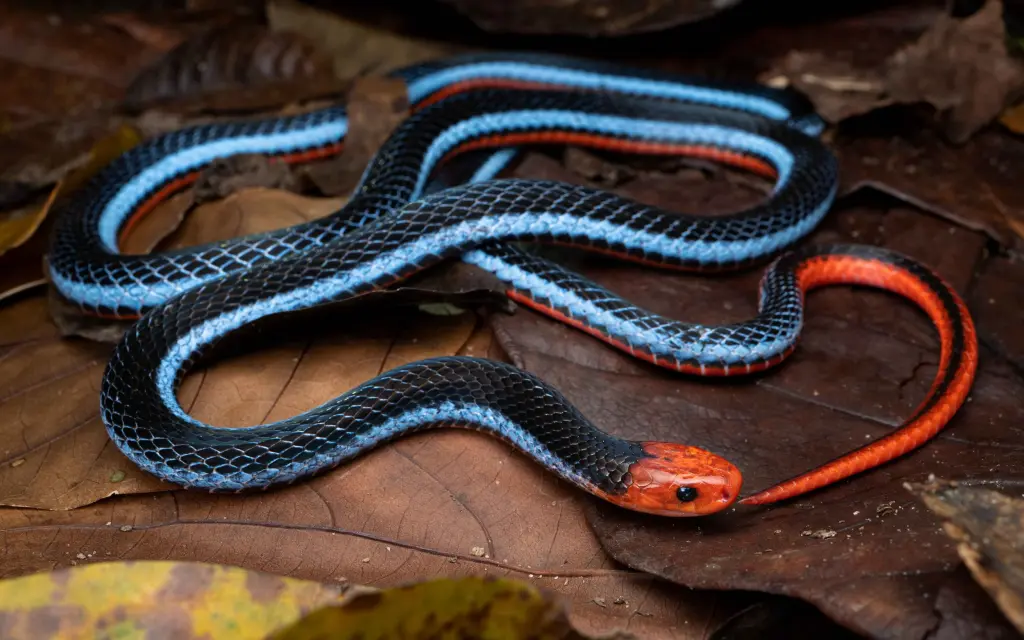 Blue-malayan-coral-snake-6
