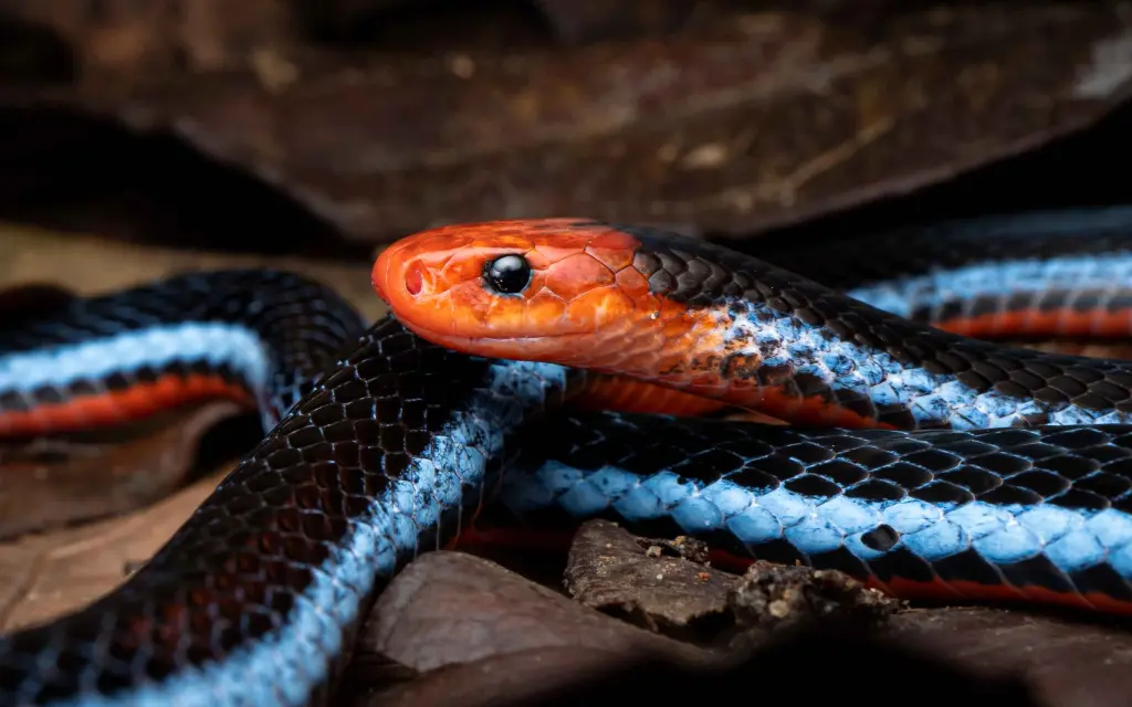 Blue-malayan-coral-snake-7