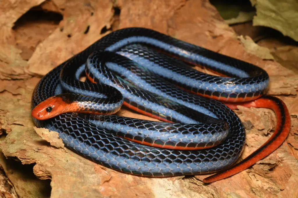Blue-malayan-coral-snake-8