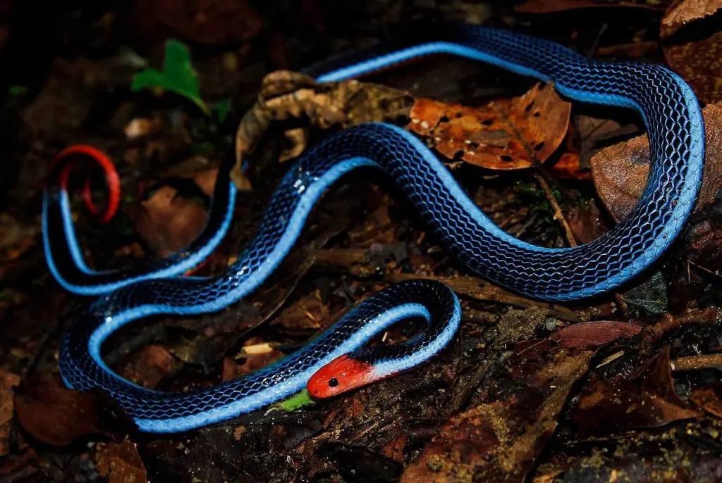 Blue-malayan-coral-snake-9