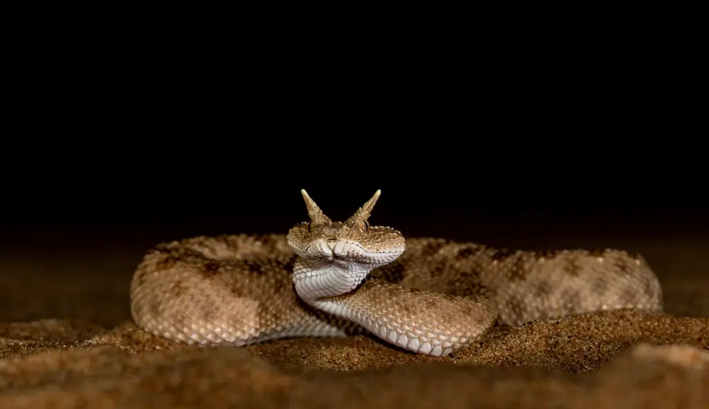 Desert-horned-viper-19