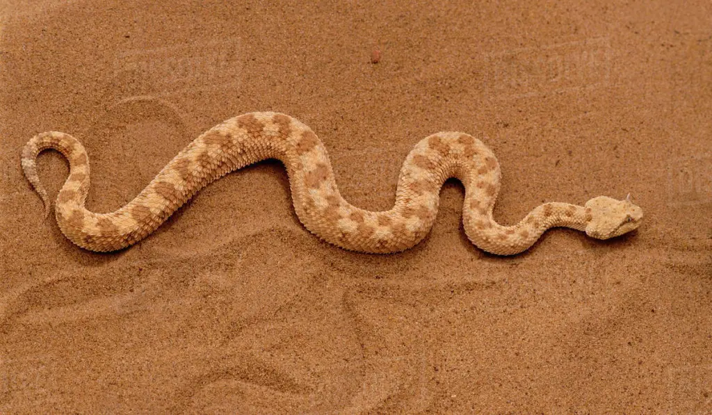 Desert-horned-viper-24