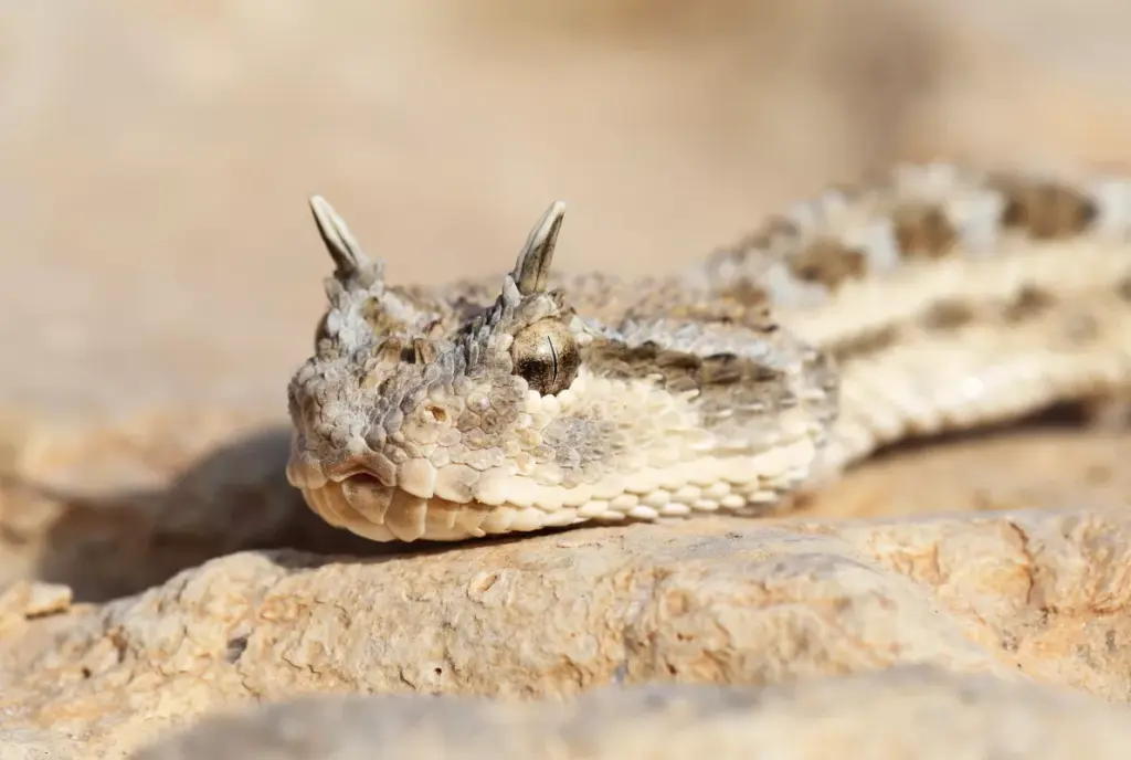 Desert-horned-viper-25