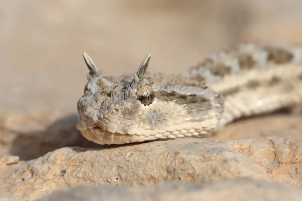 Desert-horned-viper-4