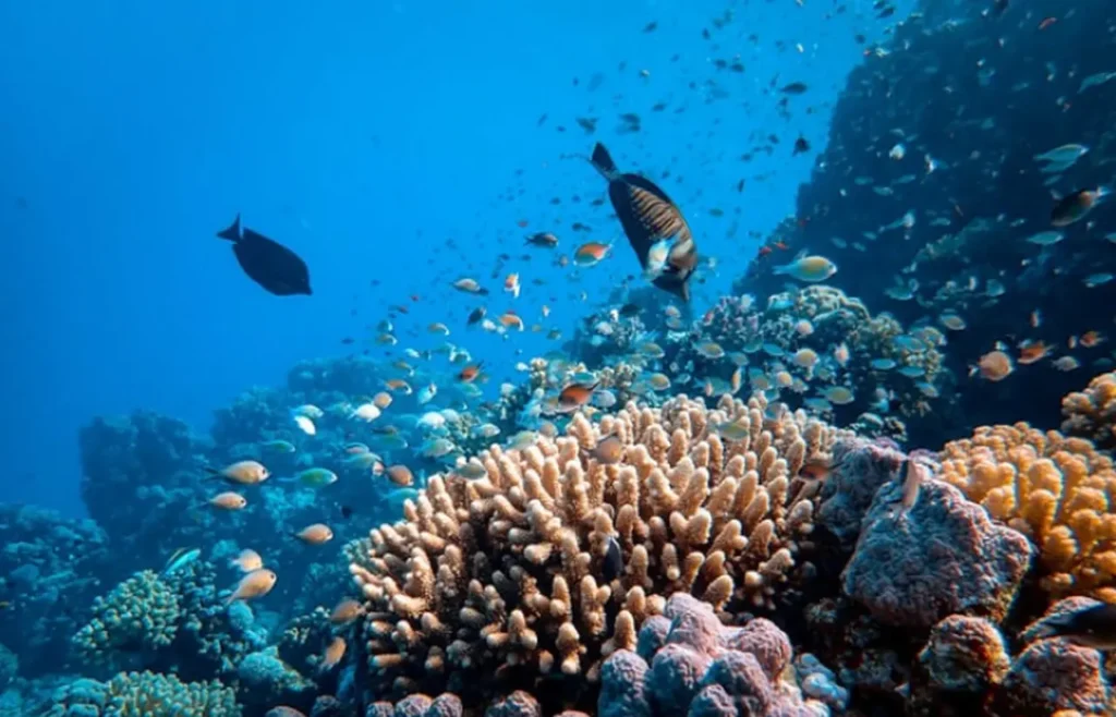 Explore The Coral Reefs 15