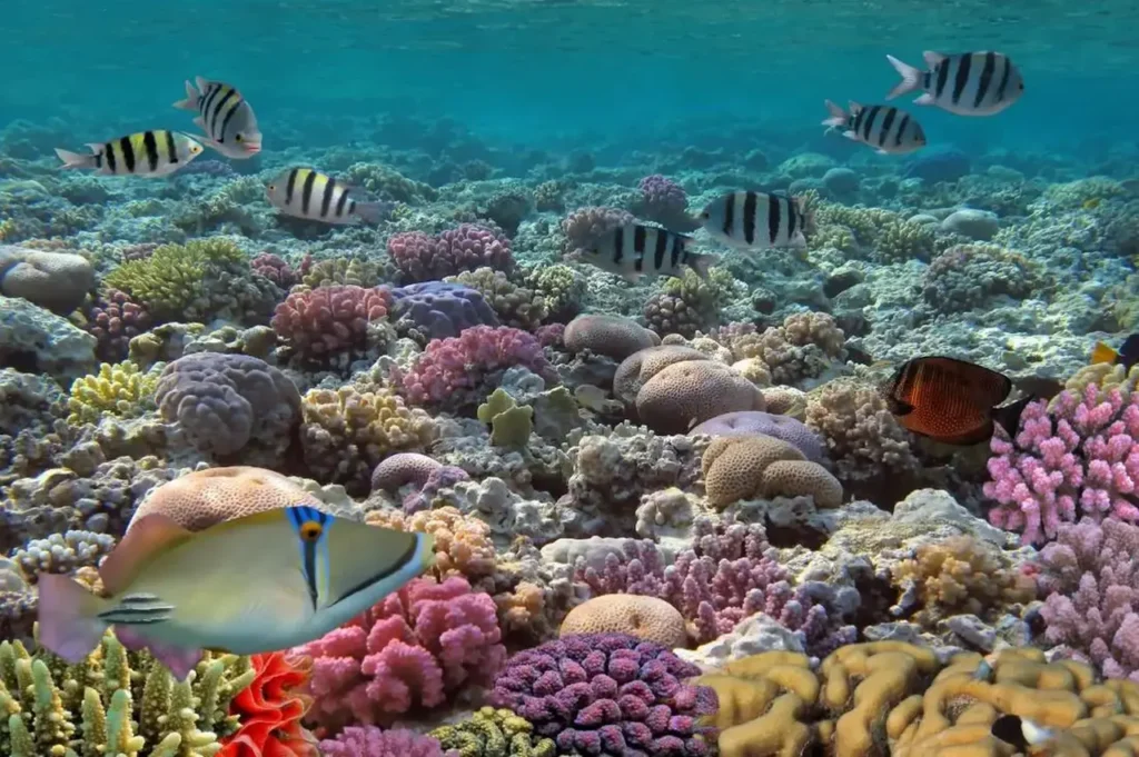 Explore The Coral Reefs 2